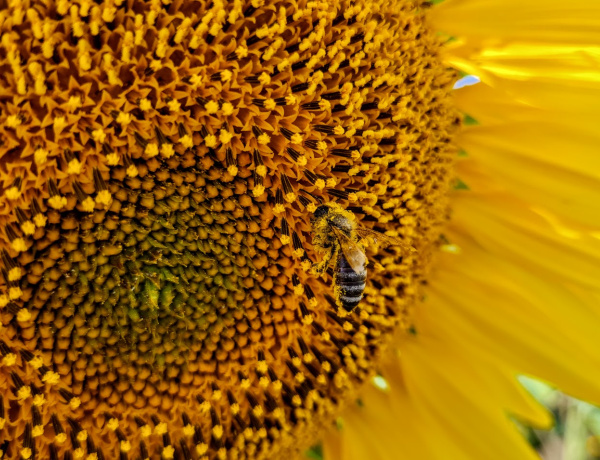 Meg kell védeni a beporzó rovarokat - 300 rovarhotelt is kihelyeztek