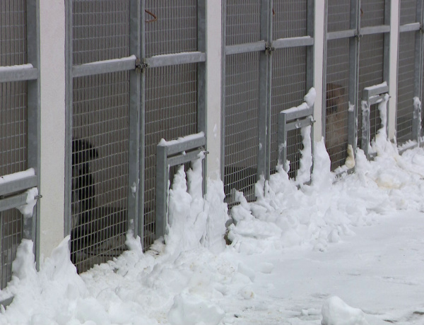 Farkasordító hideg – Hogyan tartsuk biztonságban négylábú barátainkat?
