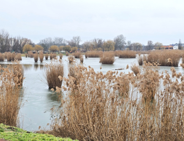 Vágják a nádat - a Bujtos idén is megszépül az önkormányzat jóvoltából