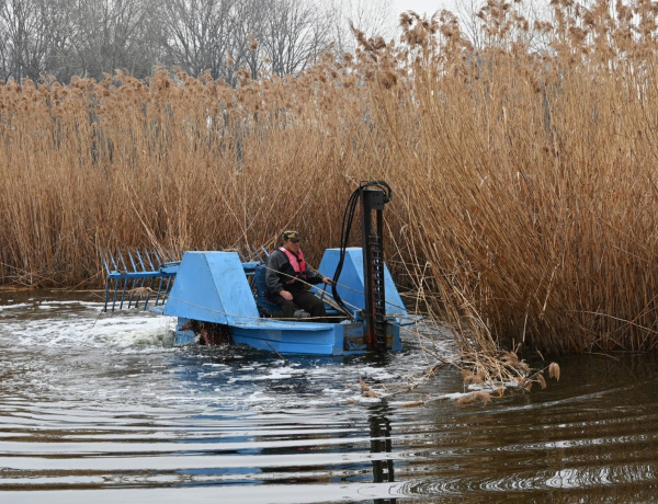 Nádvágás – Megkezdődött a Bujtosi Városliget szépítése