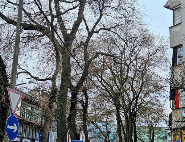 Cél a Dózsa György utcai védett fasor állapotának megőrzése