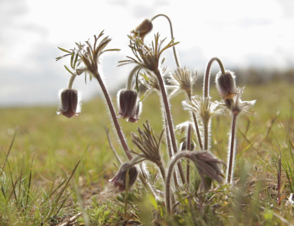 Természetfilmet mutatnak be a Nyírség élővilágáról a Nyíregyházi Egyetemen
