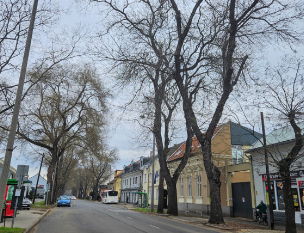 Faápolási munkálatok – A japánakácok alakítását végzik a Dózsa György utcán