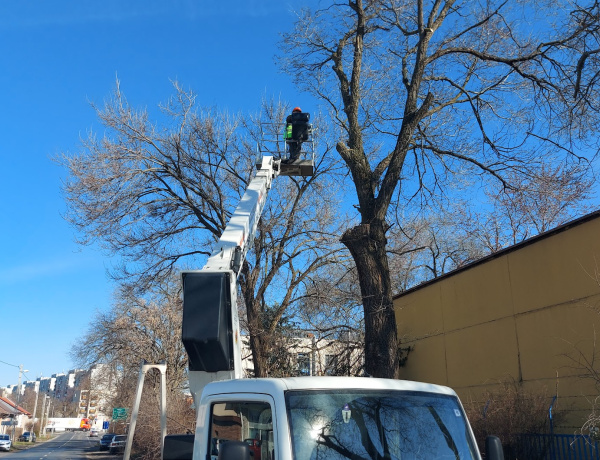 Ilyen van? - Egy fa okozott gázszivárgást, azonnal lépni kellett