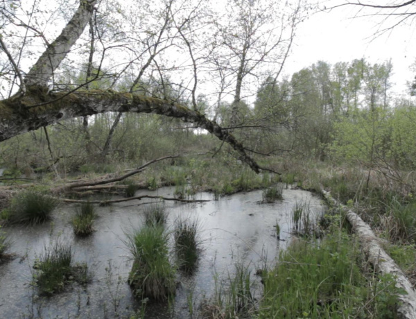 Filmre vitte a Nyírség rejtett szépségeit – Farkas Levente a Sziesztában mesélt természetfilmjéről