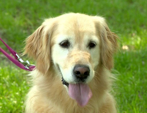 Kiskedvenc-védelem – Ezekre a parazitákra figyeljünk a melegebb időben
