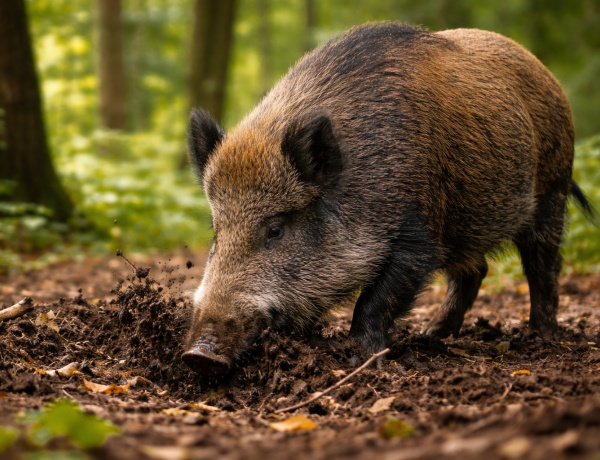 Afrikai sertéspestis miatt több száz terület érintett Szabolcsban, Nyíregyháza is a listán