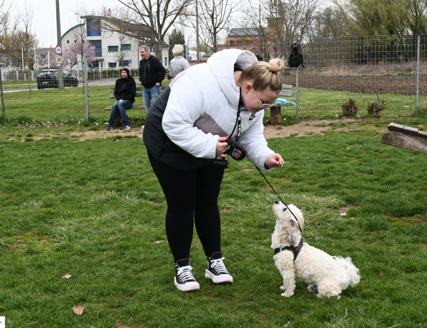 Folytatódik a Kutyázz, Nyíregyháza! – Ingyenes tréninget szervez az önkormányzat
