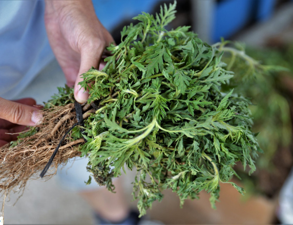 Elkezdődött az allergiaszezon – Jelenleg az éger és a mogyoró virágzása okoz kellemetlen tüneteket