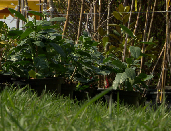 Közel 200 lakossági pályázat érkezett a NYÍRVV februári városszépítő akcióira