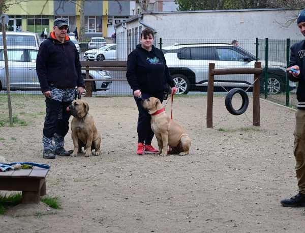 Kutyázz, Nyíregyháza! – Újra várják a gazdikat az ingyenes oktatások