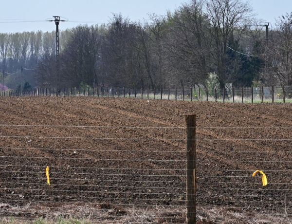 Sirály-rét erdősítés – Összesen 140 ezer fát ültettek
