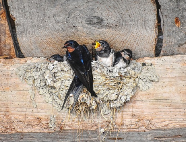 Sárgyűjtőhelyekkel segíthetjük a fecskéket az aszályos tavaszon