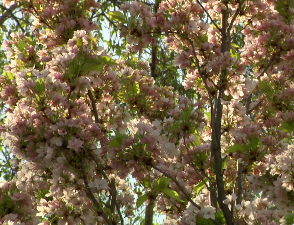 Allergia – Az influenza után a pollenek támadnak