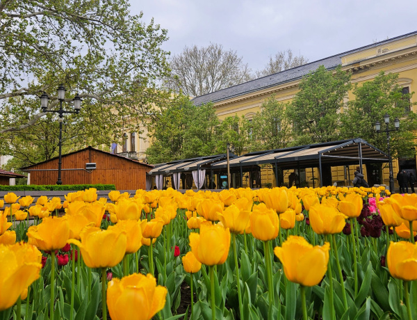 Online lakossági fórum a nyíregyházi közlekedésfejlesztésről
