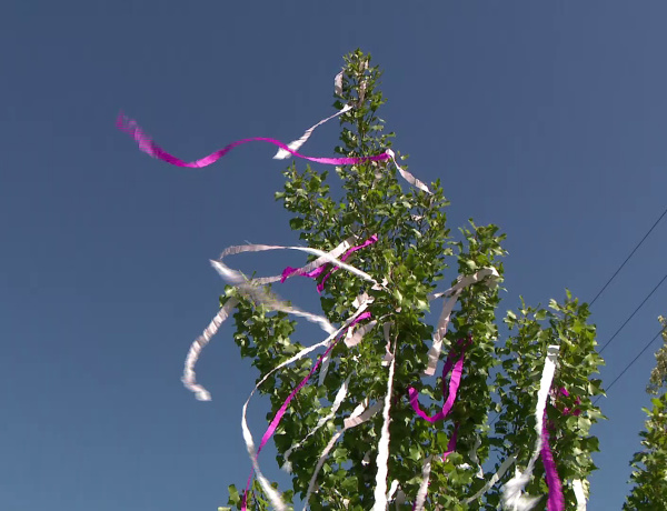 Szedd magad a májusfát! – Idén is sok legényt vár a Nyíregyházi Erdészet