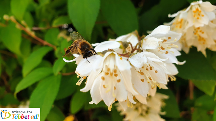 Határokon átnyúló összefogás a beporzók védelméért – rendezvény a könyvtárban