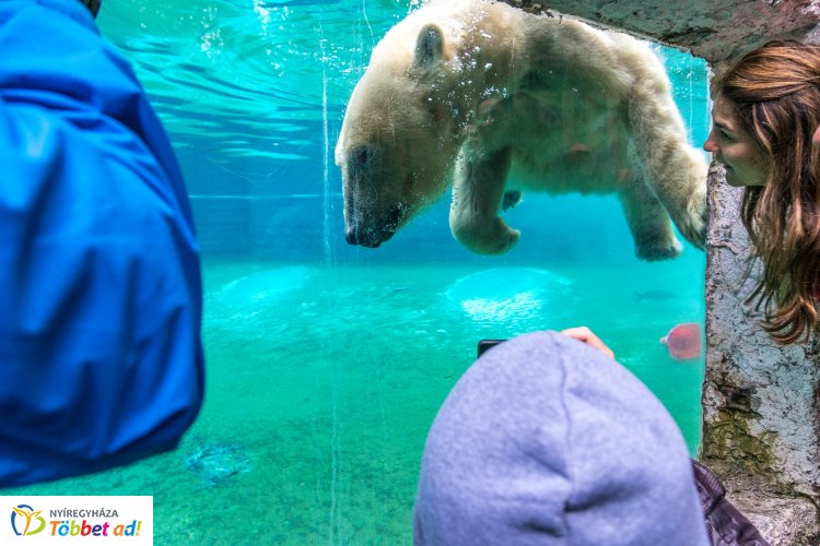 Happy Bears Day – Nagy sikert aratott a Nemzetközi Medve Nap a Nyíregyházi Állatparkban