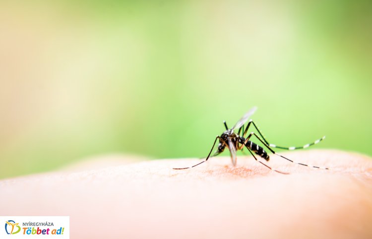 Több mint 430 településen folytatódik a szúnyoggyérítés – Megyénkben is!