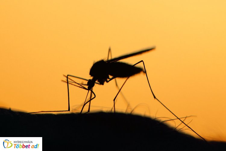 Csütörtökön folytatódik a szúnyogirtás Nyíregyházán is – A légben és földi úton egyaránt!