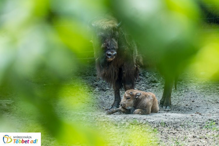 Videó! – Ha kíváncsi a Nyíregyházi Állatpark kis bölényének első lépéseire, kattintson!
