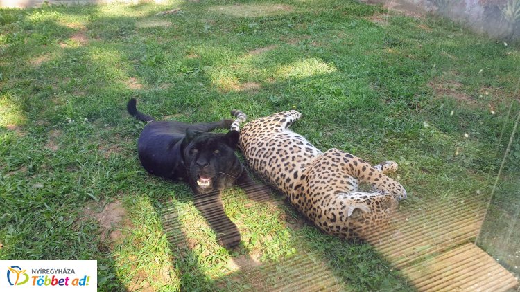 Óriáslepke és jaguárszerelem; siessen, csodákat láthat a Nyíregyházi Állatparkban! 
