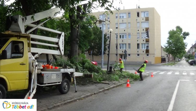 Faápolási munkákat végeztek a Nyírvv kft. munkatársai a Petőfi téren