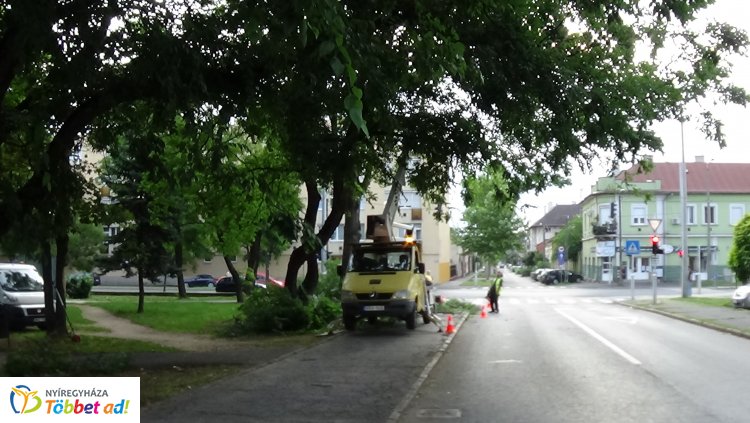 Faápolási munkákat végeztek a Nyírvv kft. munkatársai a Petőfi téren