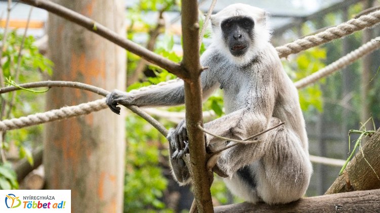 Szent majmok frigye – Feleség érkezett a Nyíregyházi Állatpark hulmánjához