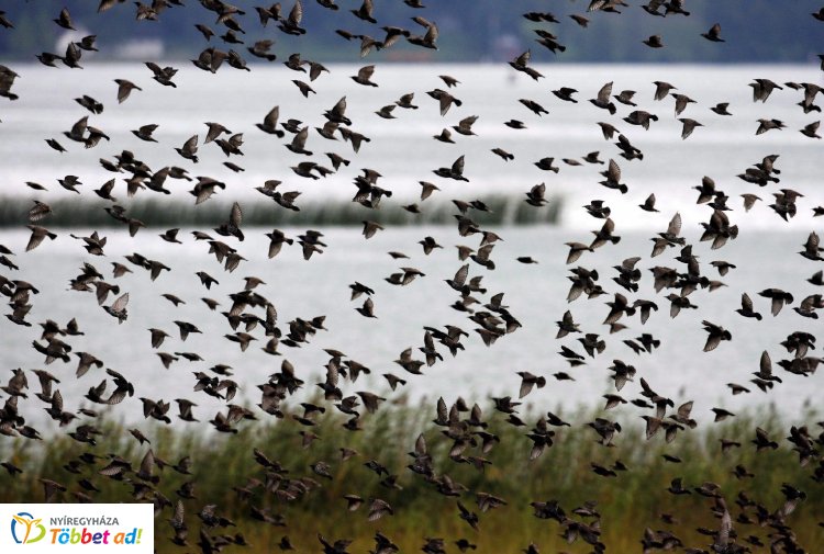 Veszélyes vándorlás – Folytatódott a madarak védelmét szolgáló nemzetközi kampány