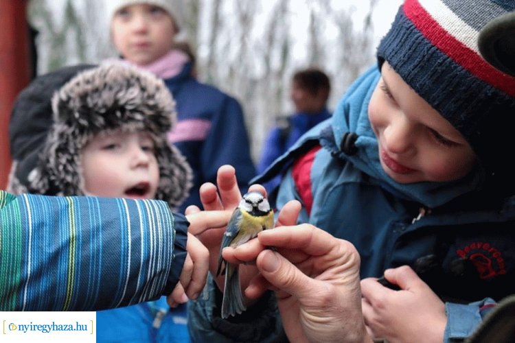 Madárkalács-készítés és madárgyűrűzés? Újra lesz Madárkarácsony a Sóstói-erdőben!