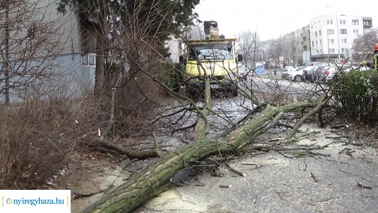 Balesetveszélyes fákat vágtak ki a NYÍRVV munkatársai a Kossuth utcán