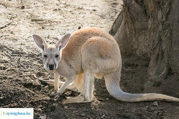 Zsebibabák minden mennyiségben – Már láthatók a Nyíregyházi Állatpark kenguru bébijei!
