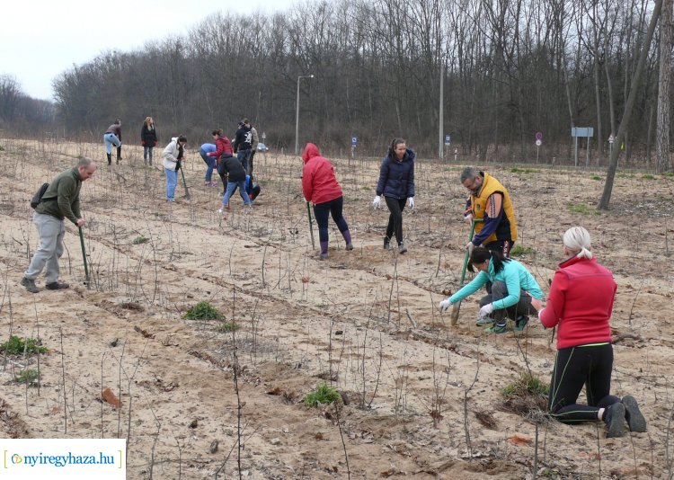 Idén is önkéntes faültetéseket szerveznek a Sóstói-erdőben – A részletekért kattintson!