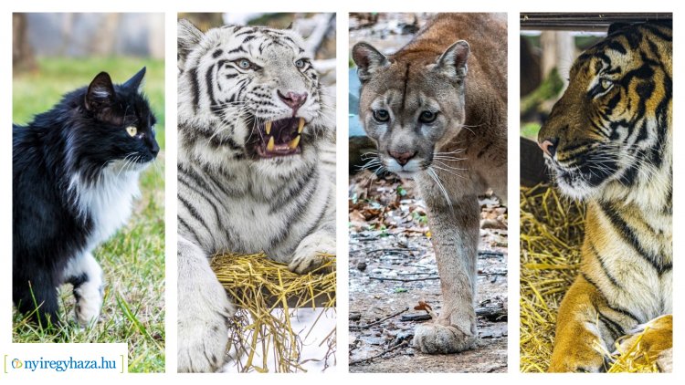 Macskafélék a Nyíregyházi Állatparkban – Ön tudja hány fajtával találkozhat?