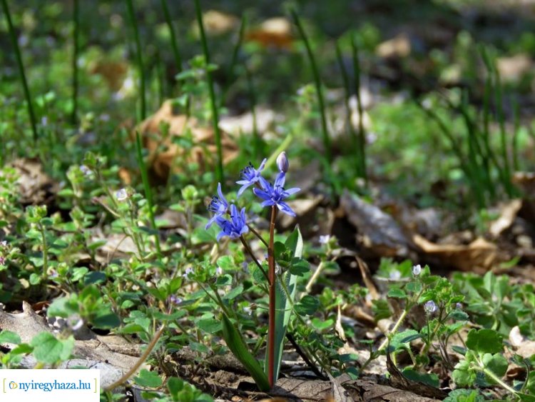 Újra nyílik védett növényritkaságunk - Ünnepi csillagvirág-számlálás a Sóstói-erdőben