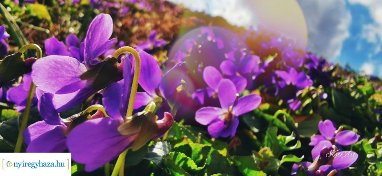 Mesébe illő felvételek olvasónktól – Az Ön kiskertje is virágba borult?