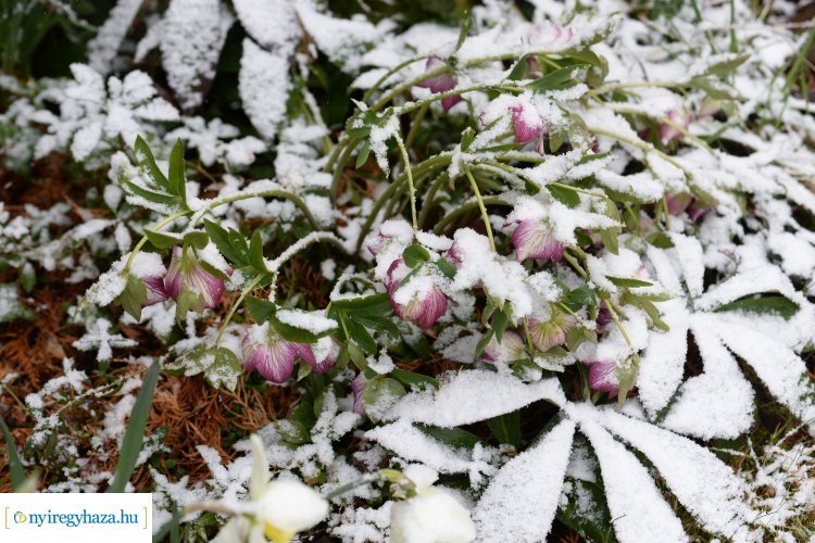 Márciusi havas pillanatok – Így borítják be a hópelyhek a nyíló virágokat Nyíregyházán