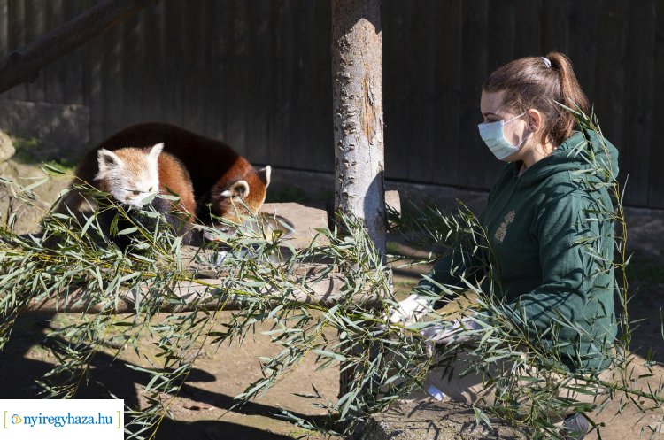 Nem állt meg az élet a Nyíregyházi Állatparkban – Állati fotósorozat!