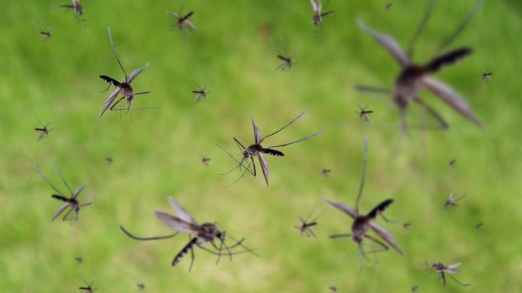 Ismét szúnyoggyérítést végeznek Nyíregyházán július 29-én, szerdán