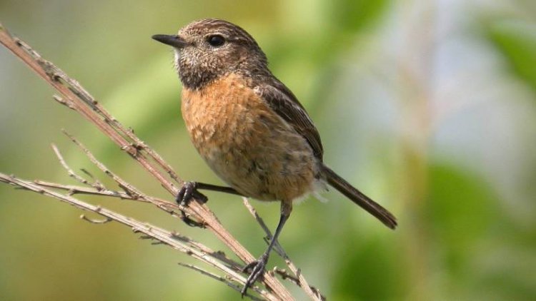 Madártani és Természetvédelmi Egyesület: az énekes cigánycsuk lett a 2021-es év madara 
