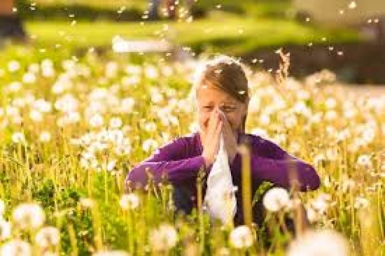 Az allergiások rémálma: csúcson a pollen koncentrációja     