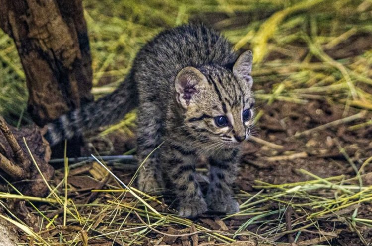 Ritka Geoffroy-macska született a Nyíregyházi Állatparkban  
