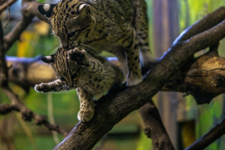 Geoffroy-macska született a Nyíregyházi Állatparkban – Videó! 