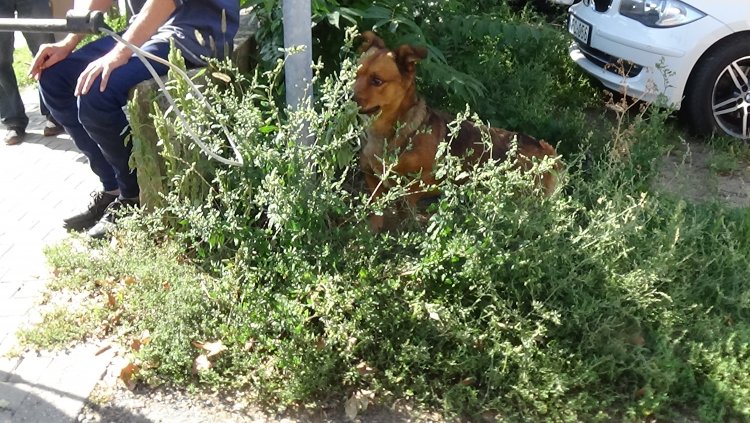 Megharapott egy kóbor kutya egy járókelőt csütörtök délelőtt a Síp utcán