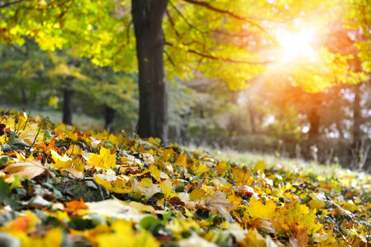 Napsütéses őszi napunk lesz vasárnap - Estig nem valószínű számottevő csapadék