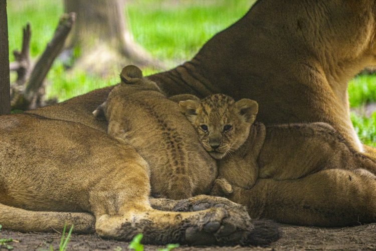 Négyes ikrek születtek a Nyíregyházi Állatpark oroszláncsaládjában