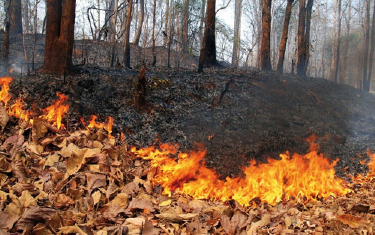 Tűzgyújtás – Tavasz óta tilos az avar és a kerti hulladék égetése Nyíregyházán