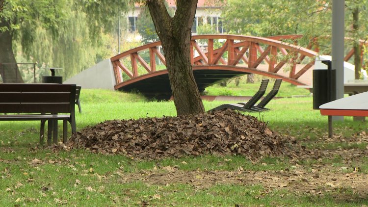 Ősz a parkokban – Ültetés és takarítás a NYÍRVV-nél           
