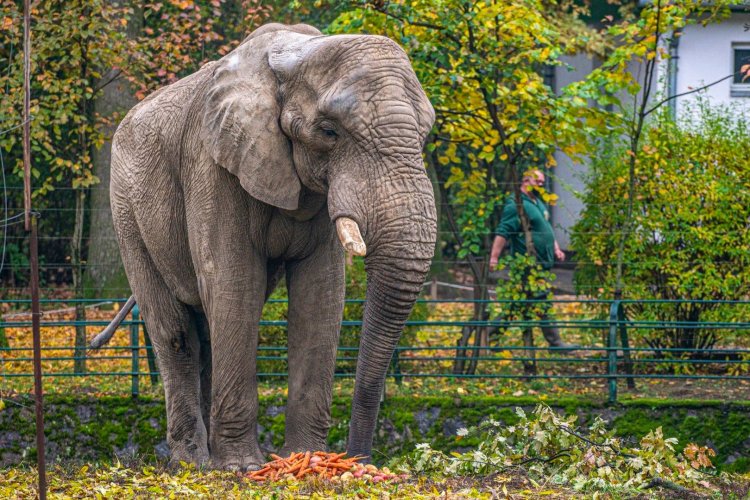 2 év távollét után visszatért a Nyíregyházi Állatparkba Jack, az afrikai elefánt